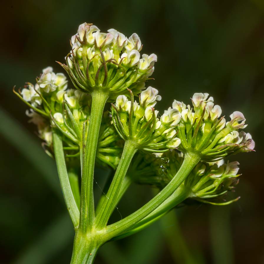 Oenanthe pimpinelloides / Finocchio acquatico comune